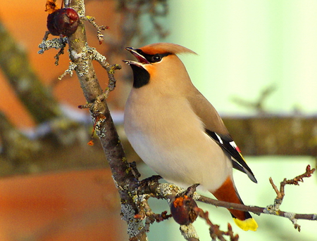 Waxwing - white, brown, bird waxwing, black, branch crest