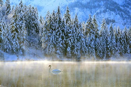 Winter swan - swan, swim, lake, cold, trees, snow, blue, winter