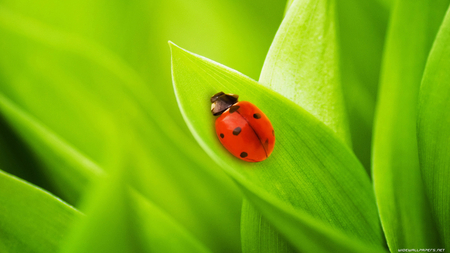 Laydybird on green - ladybird, nature, green, ladybug