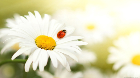 flower and ladybug - white, nature, red, ladybug, flower