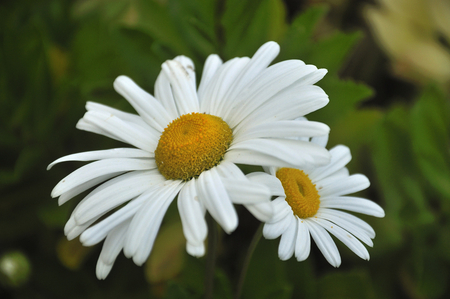 Daisies - white, beauty, flowers, daisies, nature