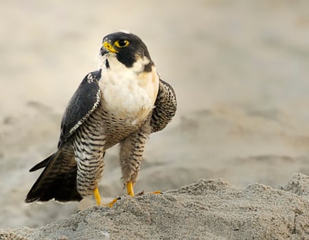 Resting falcon - beautiful, animals, resting, falcon, sand, birds