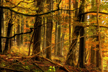 Autumn image - trees, yellow, image, brown, beautiful, landscape, beauty, forests, nature, picture, autumn, background