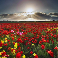Sunshine over the poppy field