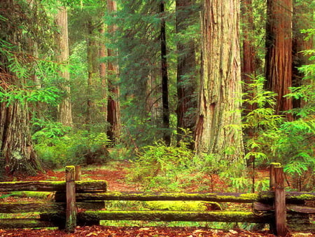 Sunny forest - fall, trees, sunny, summer, autumn, forest, fence