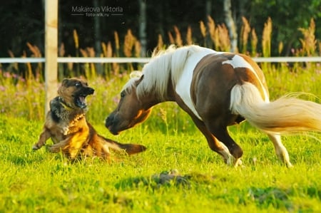 Dogs hunter serpentine - hunter, dog, cachorro, cavalo, horse, animals