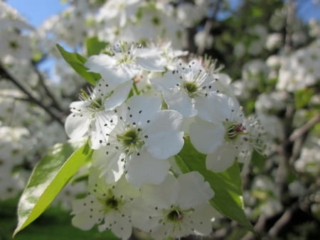 tree - tree, bloom, up, close