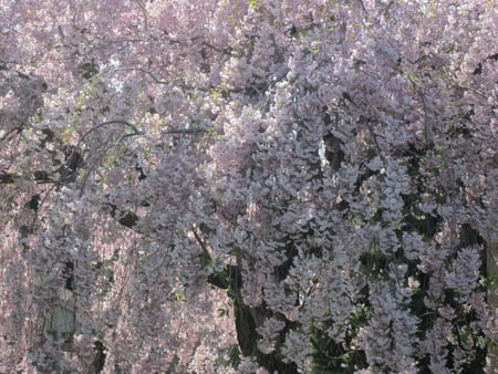 tree - bloom, spring, tree, blossom