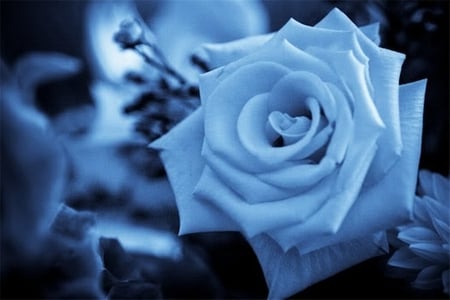 My Blue Rose For You - roses, rose, friend, blue