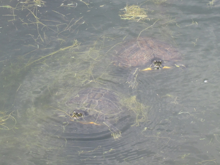 popping up to say hi - turtles, in, the, pond