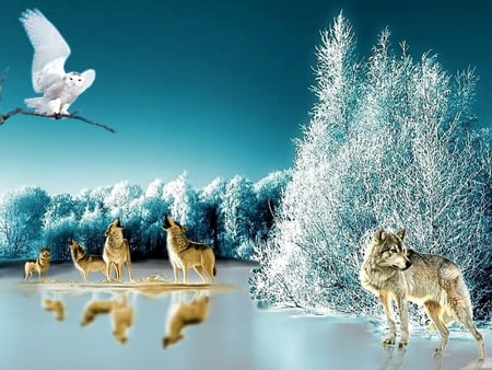 OWL - wolf, lake, forests, animals, owl, color, 2012