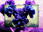 blue carnations framed