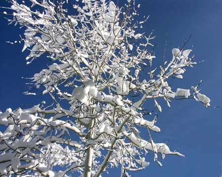 Snow tree