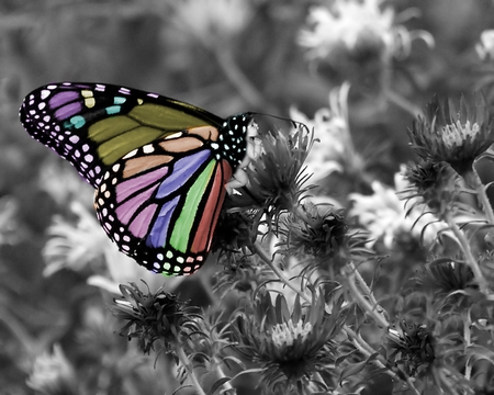 Rainbow butterfly