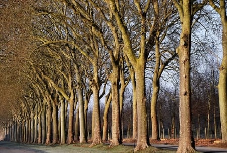 Chateau de Vaux le Vicomte - trees, road, tall, row