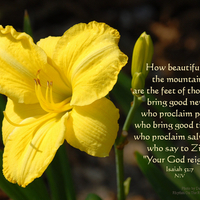 A lovely yellow flower