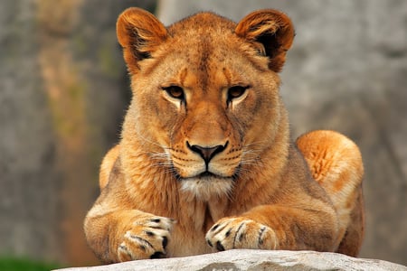 Lion - whiskers, fur, cat, lion, cliff, power, paws, nature, ears, animal, rock, nails