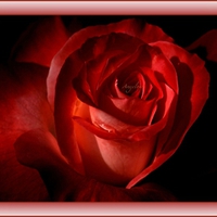 áƒ¦Rose of Loveáƒ¦