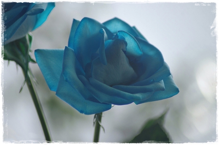 A Blue Rose For You