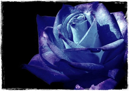 Midnight Blue Rose - flowers, rose, roses, blue