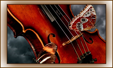 ღViolin Wingsღ - romantic, butterflies, romance, sentimental, in love, melody, strings, alluring, emotions, notes, sonnets, violin, theater, bliss, love, feelings, wings, angelic