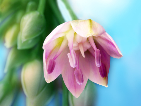 Pink flower - nature, pink, blue, green, flower