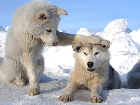 Well Done, Boy !! - white, beautiful, paw on head, snow, dog, lovely, photo, well done