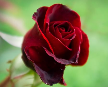 Red Rose - rose, flower, nature, red