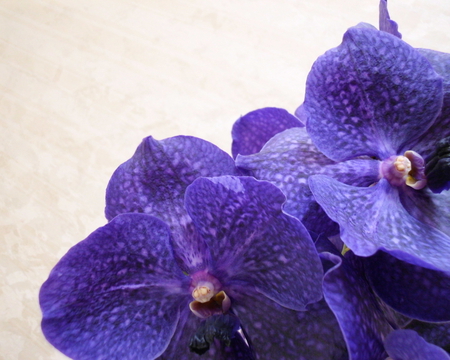 Purple orchid - orchid, flower, nature, purple