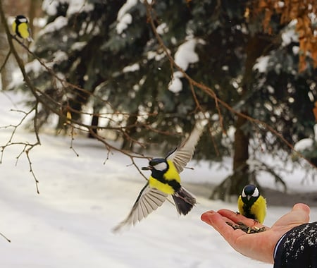 birds - feeding, snow, hand, winter, birds