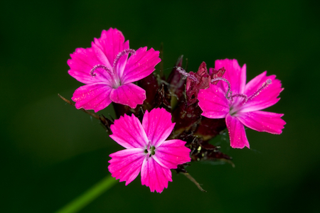 Pink - flowers, nature, beauty, background, pink