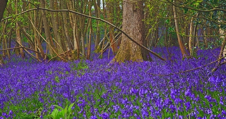 Blue Bells - flowers, trees, bells, blue