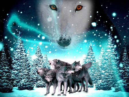 wolf - animal, 2012, wolf, wolfs, snow, animals