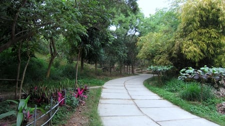 Mountain trail - forest, mountain, trail, plant