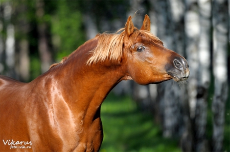 Elegant - animals horse, cavalo, stallion, elegant