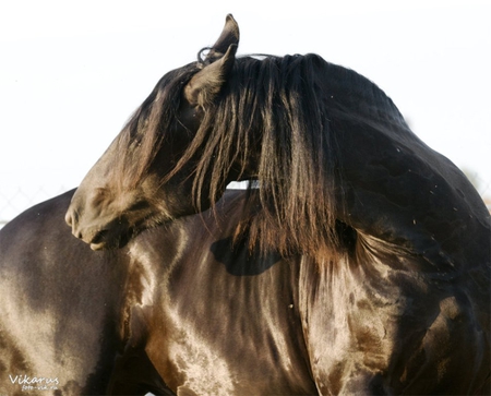 Fiona - cavalo, elegant, stallion, animals horse