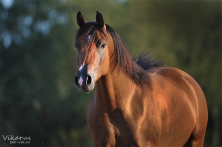 For a relax - elegant, animals horse, cavalo, stallion