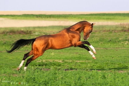 Jumping - animals horse, cavalo, stallion, elegant