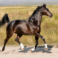 Hanoverian Horse