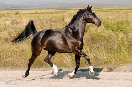 Hanoverian Horse - animals horse, cavalo, stallion, elegant