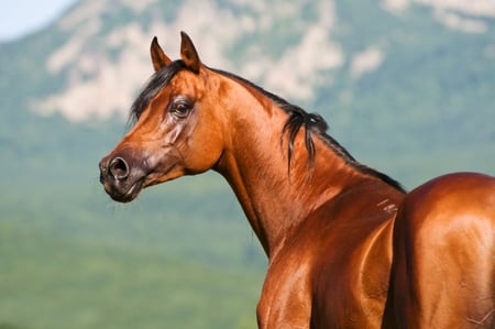 Portrait of Angleter - animals horse, cavalo, stallion, elegant