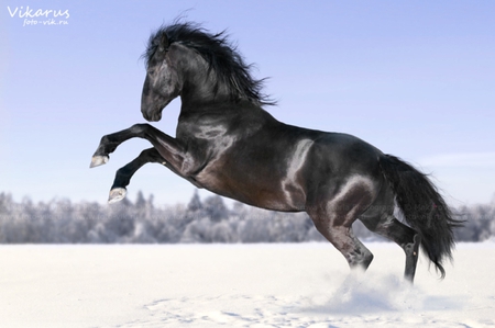 Sacramoso Sorgo - cavalo, elegant, stallion, animals horse