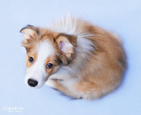 Young Border Colie - puppy, animals, dog, beautiful, cute