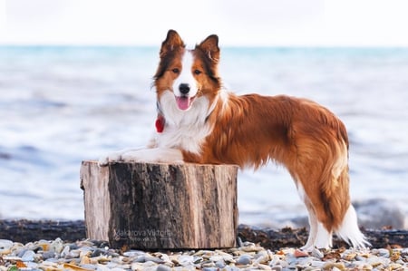 Ray and the sea - puppy, animals, dog, beautiful, ray, cute, colie, border