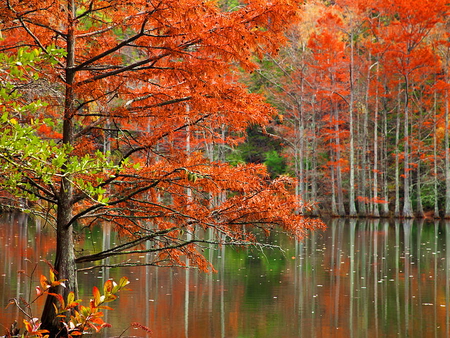 Beautiful nature - trees, water, pond, beautiful, water stream, colors, forest, reflection, leaves, fall, colorful, nature, autumn