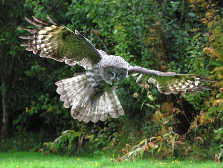 Flying Owl - owl, cool, flying, picture