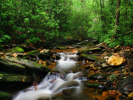 Forest water stream - nature, autumn, fall, trees, sun, water, leaves, water stream