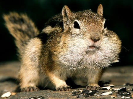 Squirrel - picture, cool, squirrel, beautiful