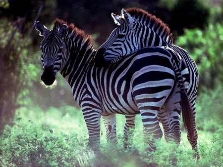 Zebras - picture, zebras, cool, beautiful