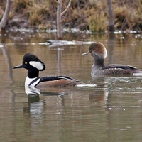 Beautiful Birds